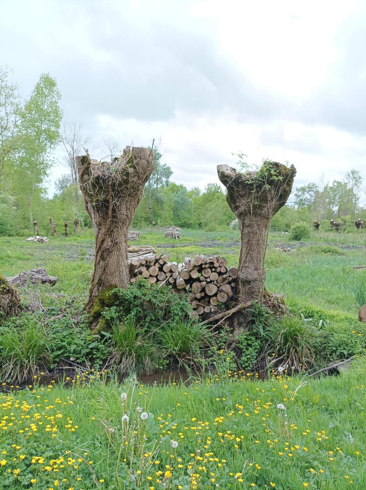 Le Logis De Lange Apt Les Aigrettes Saint-Hilaire-la-Palud Eksteriør billede